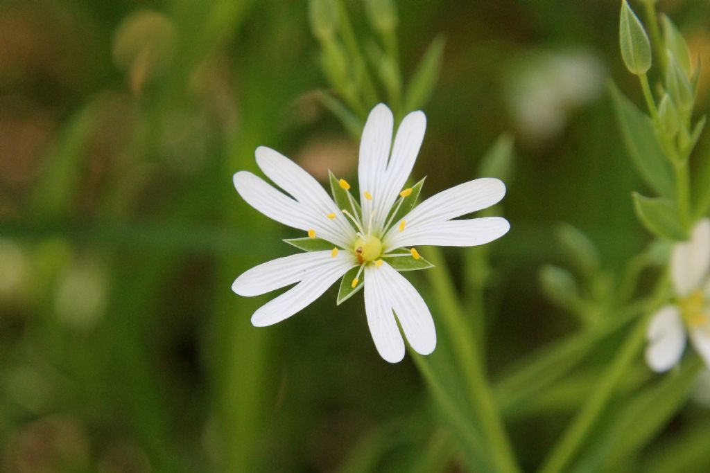 Stellaria holostea?